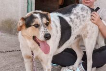 HUCKLEBERRY FINN, Hund, Mischlingshund in Paska - Bild 1