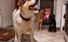 HUCKLEBERRY FINN, Hund, Mischlingshund in Paska - Bild 2