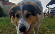HUCKLEBERRY FINN, Hund, Mischlingshund in Paska - Bild 4