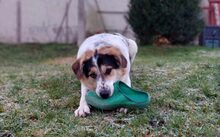 HUCKLEBERRY FINN, Hund, Mischlingshund in Paska - Bild 5