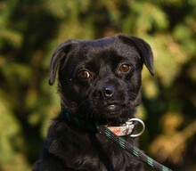 CORALL, Hund, Mops-Mix in Ungarn - Bild 1