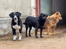 CORALL, Hund, Mops-Mix in Ungarn - Bild 2