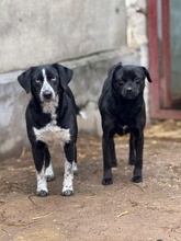 CORALL, Hund, Mops-Mix in Ungarn - Bild 3