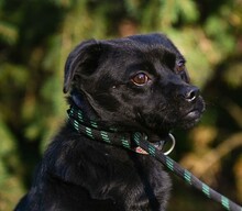 CORALL, Hund, Mops-Mix in Ungarn - Bild 4