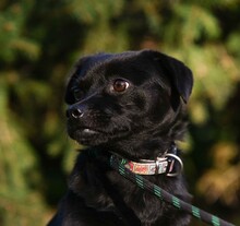CORALL, Hund, Mops-Mix in Ungarn - Bild 5