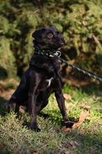 CORALL, Hund, Mops-Mix in Ungarn - Bild 6