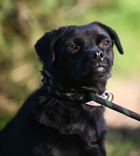 CORALL, Hund, Mops-Mix in Ungarn - Bild 7