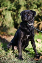 CORALL, Hund, Mops-Mix in Ungarn - Bild 8