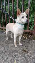 HANNI, Hund, Mischlingshund in Slowakische Republik - Bild 1