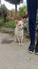 HANNI, Hund, Mischlingshund in Slowakische Republik - Bild 2