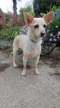 HANNI, Hund, Mischlingshund in Slowakische Republik - Bild 3
