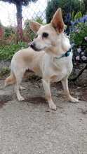 HANNI, Hund, Mischlingshund in Slowakische Republik - Bild 4
