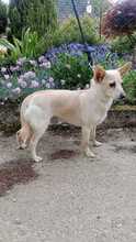 HANNI, Hund, Mischlingshund in Slowakische Republik - Bild 5