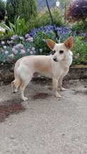 HANNI, Hund, Mischlingshund in Slowakische Republik - Bild 6