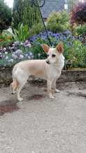 HANNI, Hund, Mischlingshund in Slowakische Republik - Bild 7