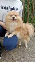 WILLI, Hund, Spitz-Mix in Slowakische Republik - Bild 1