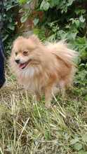 WILLI, Hund, Spitz-Mix in Slowakische Republik - Bild 2