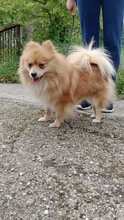 WILLI, Hund, Spitz-Mix in Slowakische Republik - Bild 3