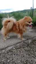 WILLI, Hund, Spitz-Mix in Slowakische Republik - Bild 4
