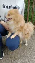 WILLI, Hund, Spitz-Mix in Slowakische Republik - Bild 5