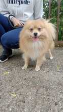 WILLI, Hund, Spitz-Mix in Slowakische Republik - Bild 6