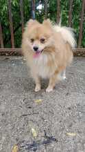 WILLI, Hund, Spitz-Mix in Slowakische Republik - Bild 7