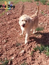BARNEY, Hund, Mischlingshund in Portugal - Bild 1