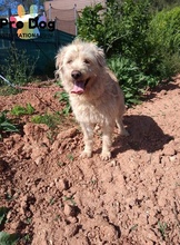 BARNEY, Hund, Mischlingshund in Portugal - Bild 2