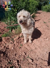 BARNEY, Hund, Mischlingshund in Portugal - Bild 3