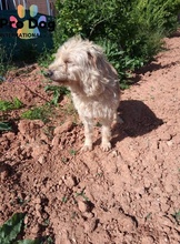 BARNEY, Hund, Mischlingshund in Portugal - Bild 4