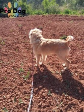 BARNEY, Hund, Mischlingshund in Portugal - Bild 5