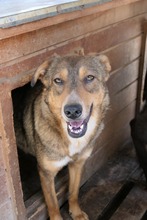 LILLY, Hund, Mischlingshund in Rumänien - Bild 3