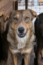 LILLY, Hund, Mischlingshund in Rumänien - Bild 4