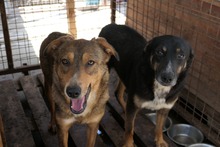 LILLY, Hund, Mischlingshund in Rumänien - Bild 5