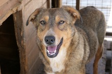 LILLY, Hund, Mischlingshund in Rumänien - Bild 6