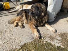 OMI, Hund, Mischlingshund in Griechenland - Bild 1