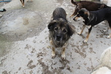 OMI, Hund, Mischlingshund in Griechenland - Bild 2