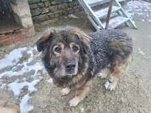 OMI, Hund, Mischlingshund in Griechenland - Bild 4