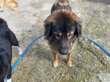 OMI, Hund, Mischlingshund in Griechenland - Bild 5