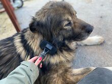 OMI, Hund, Mischlingshund in Griechenland - Bild 6