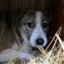 JUDY, Hund, Mischlingshund in Rumänien - Bild 1