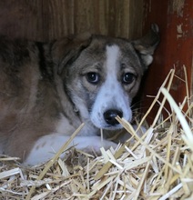 JUDY, Hund, Mischlingshund in Rumänien - Bild 2