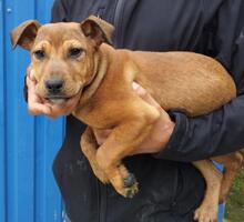 VIKTOR, Hund, Mischlingshund in Ungarn - Bild 1