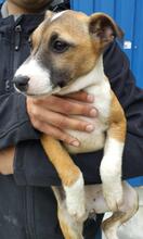 VICKY, Hund, Mischlingshund in Ungarn - Bild 1