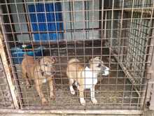 VICKY, Hund, Mischlingshund in Ungarn - Bild 2