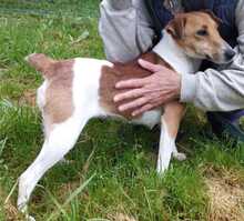 VILMA5, Hund, Foxterrier in Ungarn - Bild 1