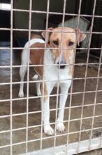 VILMA5, Hund, Foxterrier in Ungarn - Bild 2