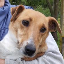 VILMA5, Hund, Foxterrier in Ungarn - Bild 3