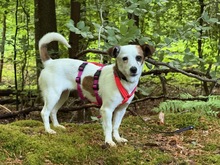 MILKA, Hund, Mischlingshund in Hannover - Bild 1