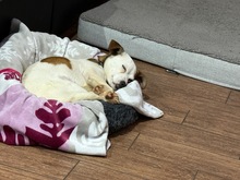 MILKA, Hund, Mischlingshund in Hannover - Bild 3